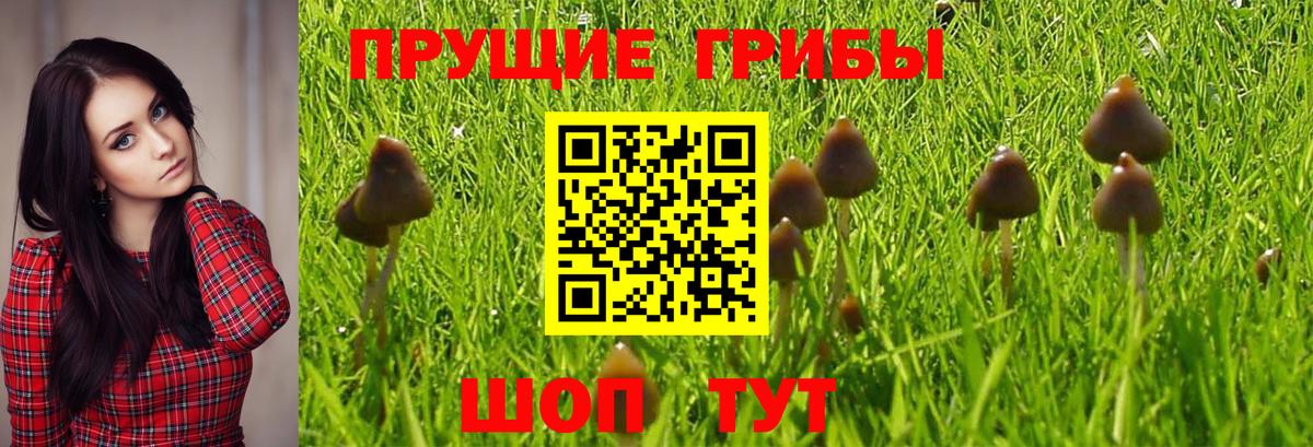 Псилоцибиновые грибы GOLDEN TEACHER  Курчатов 